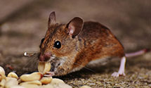 24 Hour & Emergency Exterminators in Stanwood, WA